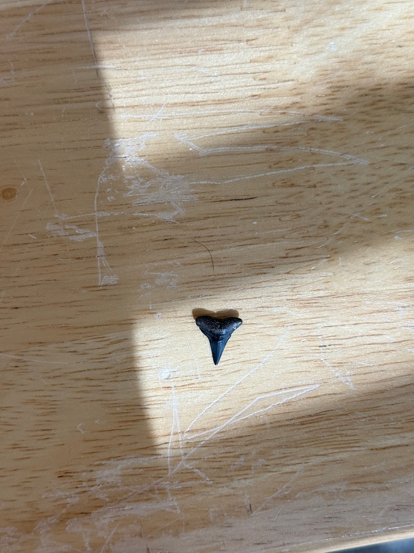 MB Sterling Wrapped Shark Tooth