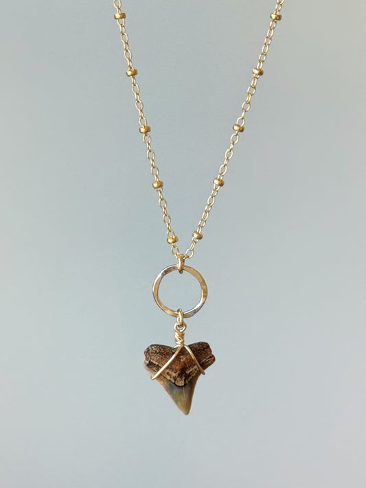 Gold Filled Satellite Light Tan Shark Tooth Necklace